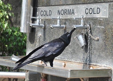 A crow trying to drink water from a public pipe, Scorching heat taken a high toll in Bangalore. |  Express Photo by Suresh Nampoothiri. 
