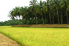 Water Crisis Hits Paddy Farmers