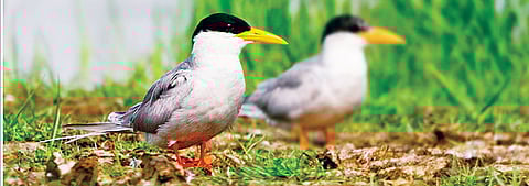 Eco-tourism: Cry to Safeguard Mangalajodi Grows Louder