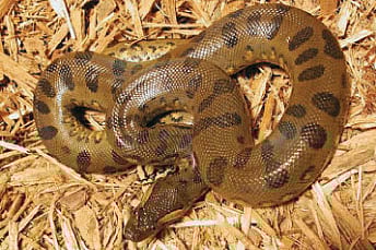 Anacondas Arriving in City Zoo Today