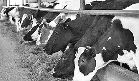 KFL Seeks to Meet Rising Cattle Feed Demand