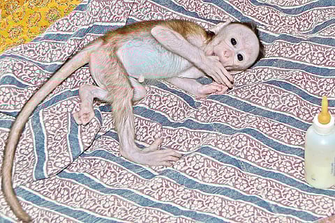 Kabhi Khushi Khabhi Gham: A Baby Monkey’s Story