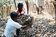 Bangaloreans Devise Unique Leaf Disposal Method