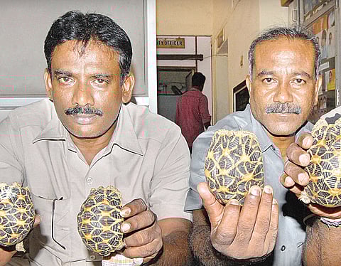 50 Star tortoises Seized on Board Navjeevan Express