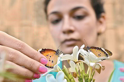The Garden that Makes Anyone Go 'Oh Butterfly!'