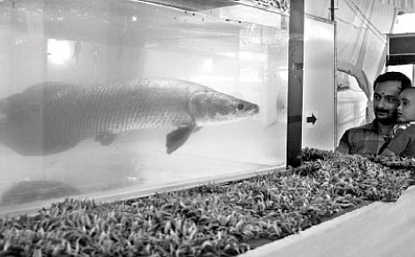 Unique Exhibits at Aqua, Pet Show