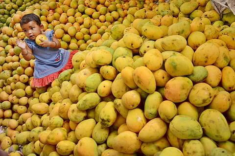 A toddler is all in surprise sitting on a heap of mangos. A scene from the national honey and mango fest began at the Kanakakkunn grounds on Monday. | Express photo by Manu R Mavelil