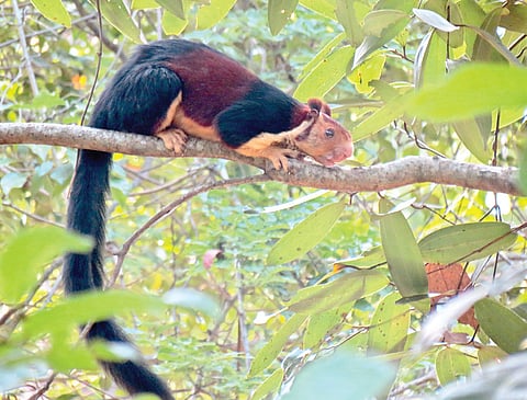 Revisiting Shendurney Wildlife Sanctuary