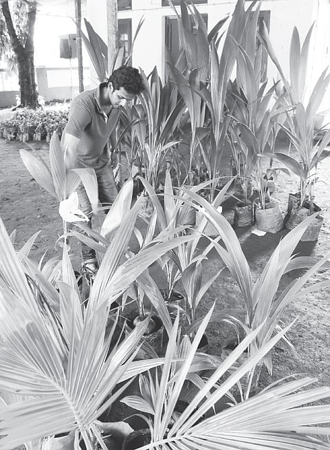 Flourishing Period for Crops