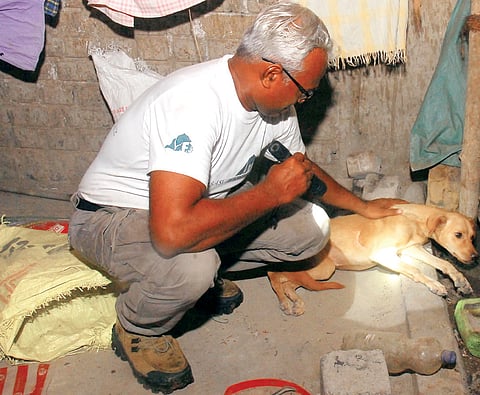 Faithful dogs wait 32 hrs for master’s return