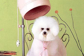 Now, Pets Can Get Their Swag on