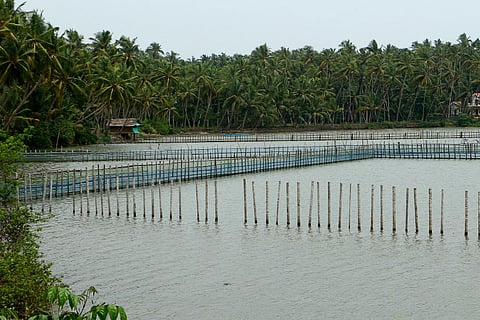 Saving a River Through Pen Culture