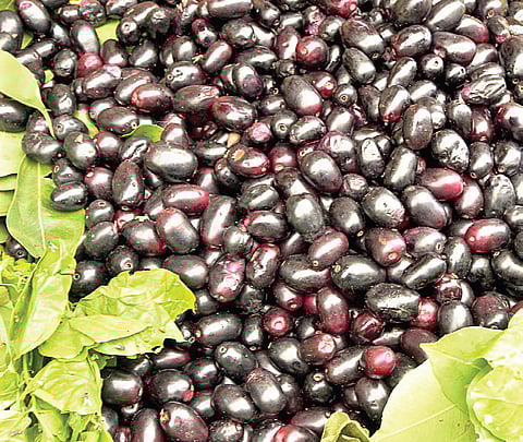 Jamun: Jam Packed With Nutrients, But Often Ignored