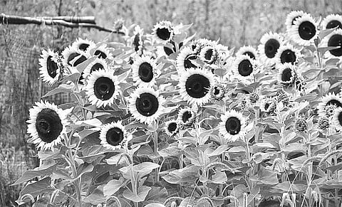 How to Get Rid of Ignorance and Maya