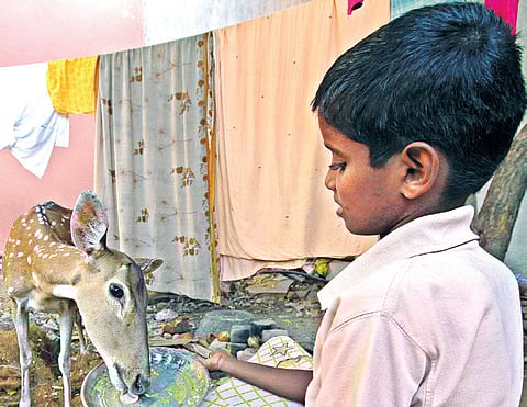 Gentle 'Friends' Visit Locals, But Get Run Over