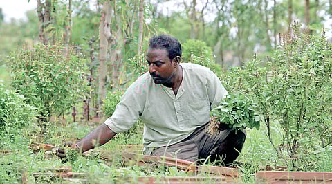 These keerai farmers use cars, Facebook to sell their produce