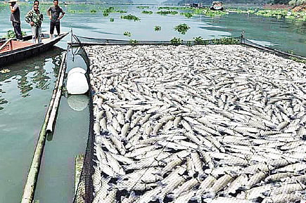 Fish hospital to come up at Thevara