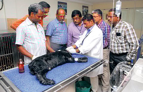 TANUVAS' Critical Care Unit for small animals gets fresh 'infusion' of life