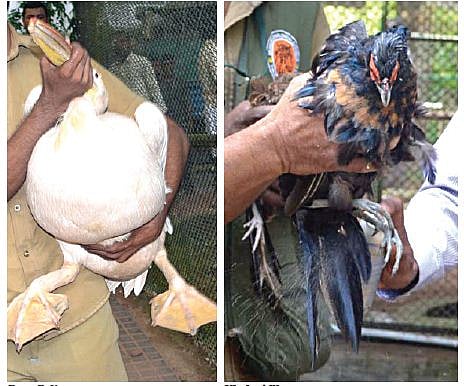 Lonely Grandma Rosy Pelican Gets Company