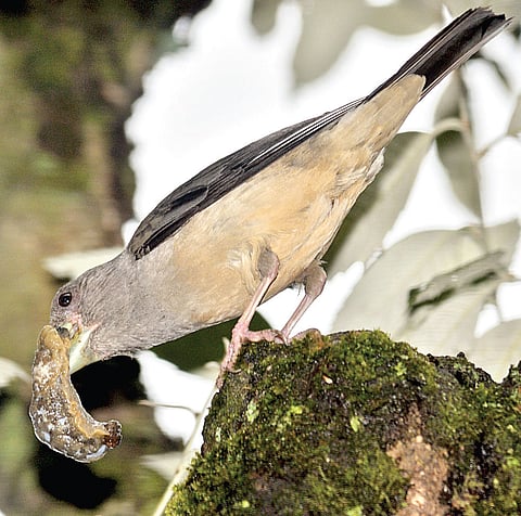 Grosbeaks on a Slug Feast: Dalhousie Diary