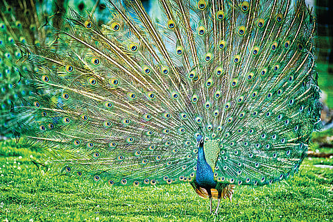 Proud, Beautiful Denizens of the Avian World