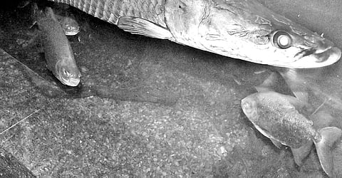 Piranhas in Town, Thanks to Maritime Museum