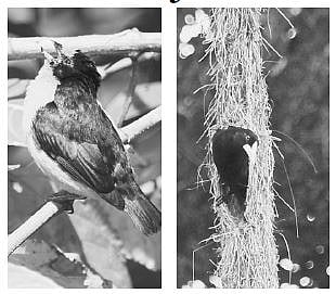 An Enriching Interaction With Feathered Friends at Trinidad