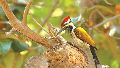 Nature's Formidable Carpenters