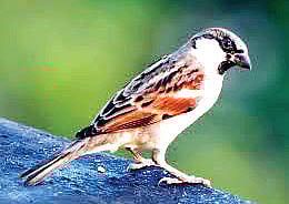 Something to Chirp: Sparrows' Numbers Growing in Villages 
