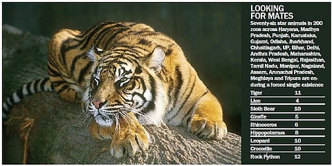 Single and Ready to Mingle but Grounded by Zoo Authorities