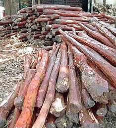 Tags on Red Sanders Logs to Curb Smuggling