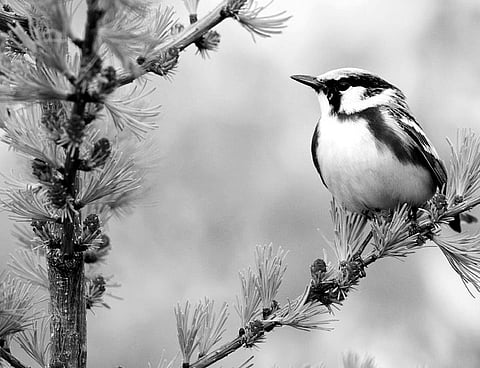 Despair is a Prerequisite to Bliss