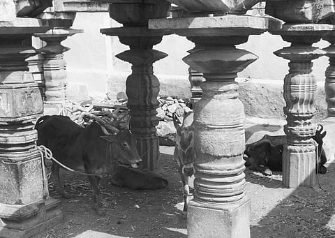 9th Century Jain Temple Used as Cattle Stall
