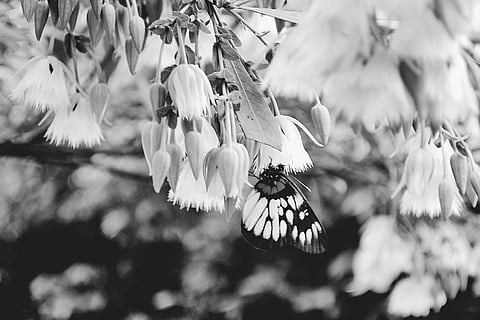 An All-Embracing Philosophy of Self Knowledge