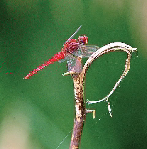 JFK-Rockefeller Connection