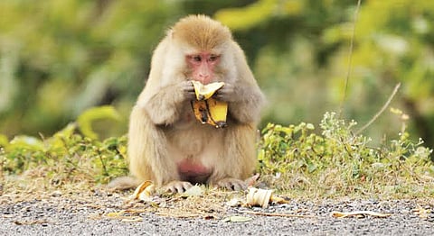 How to Combat the Monkey Menace