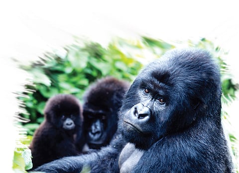 Mobile Phones Silently Killing Gorillas