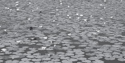 Behold Nature's Aromatic Carpet