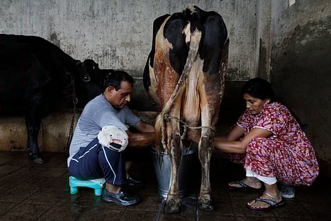 An Indian couple milks a cow at the Sandesar village of Anand district | AP