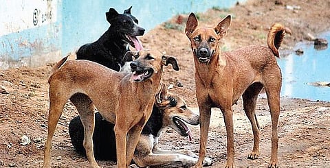 Who'll Let the Stray Dogs In?