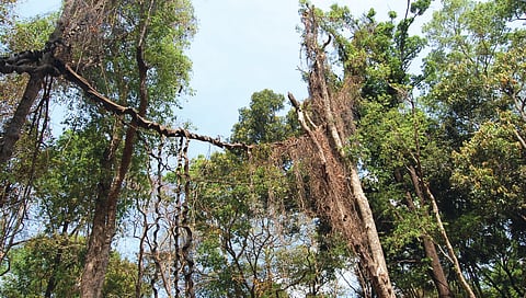 Look Up for Nature's Own Gangway