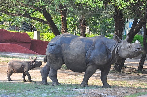 A newborn rhinoceros follows its mother into the enclosure after being released for the first time for public viewing as part of Vanya Prani Saptah celebrations at the Nehru Zoological Park in Hyderabad on Tuesday | EPS