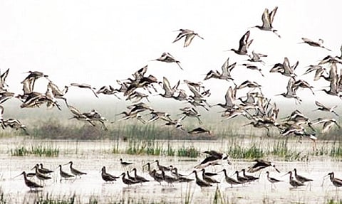 ISRO, NASA to Engage in Chilika Lake for India's First Hyperspectral Study