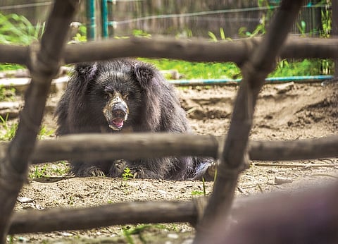The Teary, Beary Side of Agra