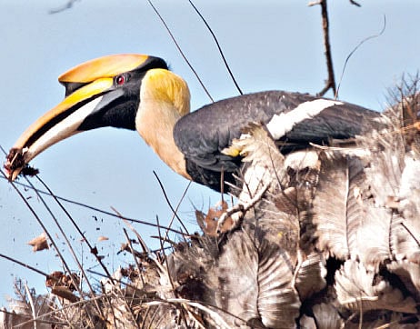 'Ammu' the Great Hornbill Spotted at Vazhachal Area