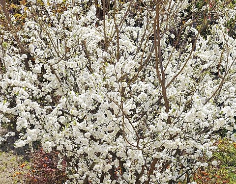 The Plum Tree Blossoms