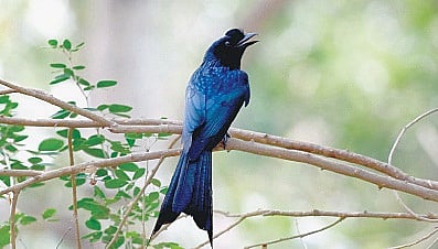IISc Tteam Studying how Insects Talk