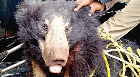 Project to Restore Sloth Bear Habitat in Jessore Takes Off