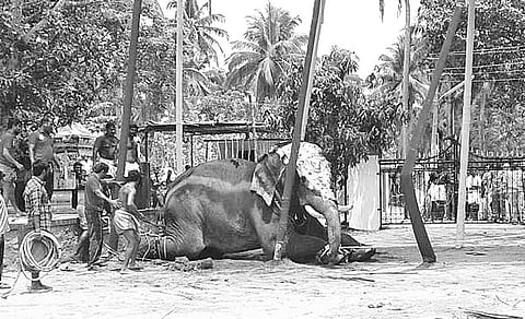 Elephant Tramples Mahout to Death