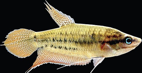 Invasive Species, Threat to Fishes in Waterbodies Around Chennai